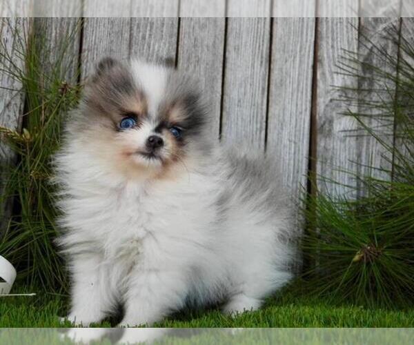 Medium Photo #19 Pomeranian Puppy For Sale in DELRAY BEACH, FL, USA