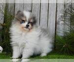 Small #18 Pomeranian