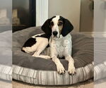 Small #7 Treeing Walker Coonhound