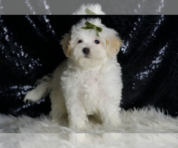 Medium Photo #5 Maltipoo Puppy For Sale in WARSAW, IN, USA