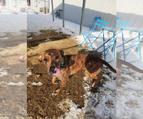 Medium Photo #11 Mutt Puppy For Sale in Evansville, IN, USA