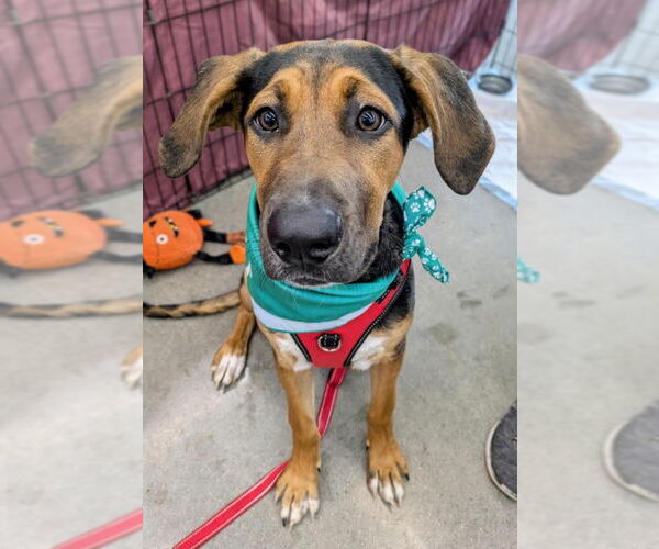 Medium Photo #2 Mutt Puppy For Sale in Wyoming, MI, USA