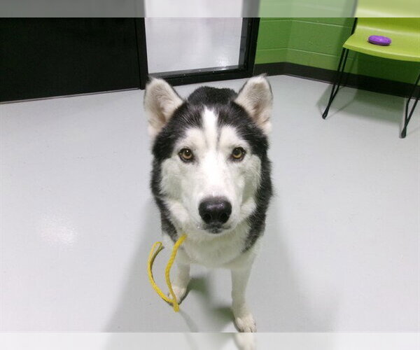 Medium Photo #1 Siberian Husky Puppy For Sale in Temple, TX, USA