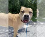 Small #2 American Pit Bull Terrier-Eurasier Mix