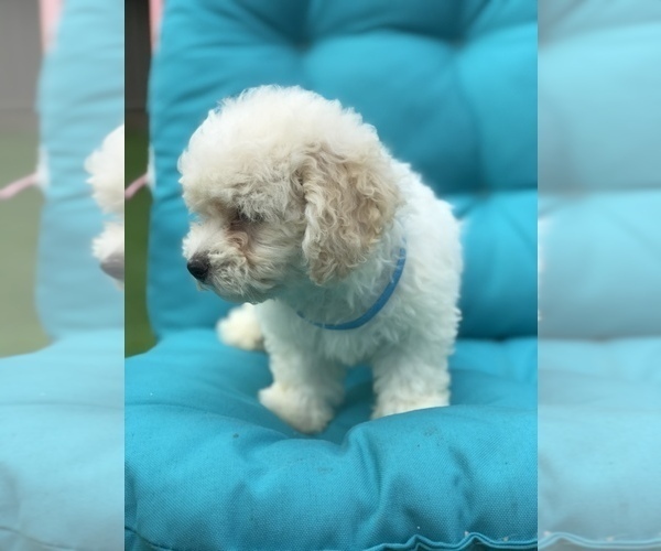 Medium Photo #3 Bichpoo Puppy For Sale in BOWLING GREEN, KY, USA