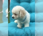 Small Photo #3 Bichpoo Puppy For Sale in BOWLING GREEN, KY, USA
