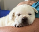 Small #2 Labrador Retriever