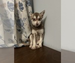 Small #45 Alaskan Klee Kai