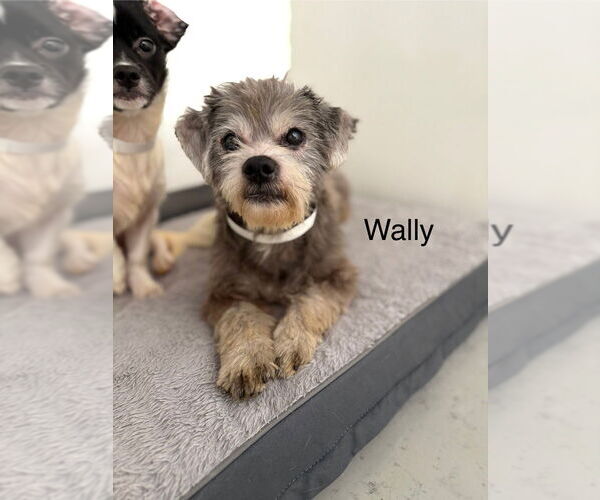 Medium Photo #1 Mutt Puppy For Sale in Studio City, CA, USA