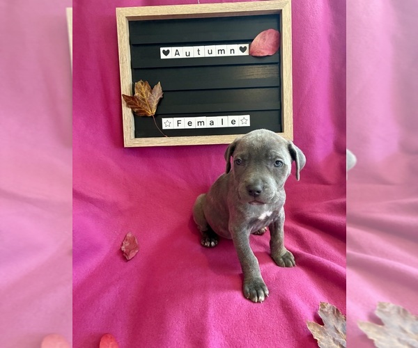 Medium Photo #4 Cane Corso Puppy For Sale in FRANKLIN PARK, IL, USA