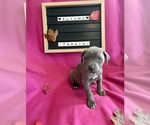 Small #3 Cane Corso