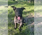 Small Photo #1 Belgian Malinois Puppy For Sale in CASCADE, WI, USA