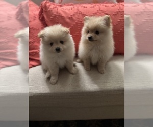 Pomeranian Puppy for Sale in GOSHEN, New York USA