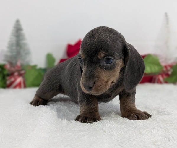 Medium Photo #5 Dachshund Puppy For Sale in GOSHEN, IN, USA