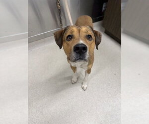 Mutt Dogs for adoption in Fairbanks, AK, USA