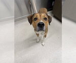 Small Mutt