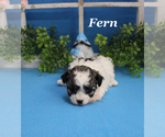 Small #14 Poodle (Toy)