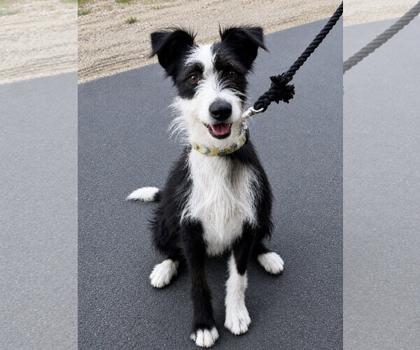 Medium Photo #3 Border Collie-Unknown Mix Puppy For Sale in Lake Elsinore, CA, USA