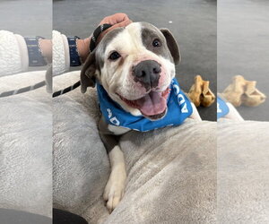 Smokey *TRANSPORTATION AVAILABLE* - Male Mutt Dog for Adoption - Photo #6