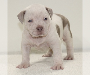 American Bully Puppy for sale in JEFFERSON CITY, MO, USA