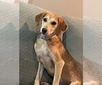 Small #5 Beagle Mix
