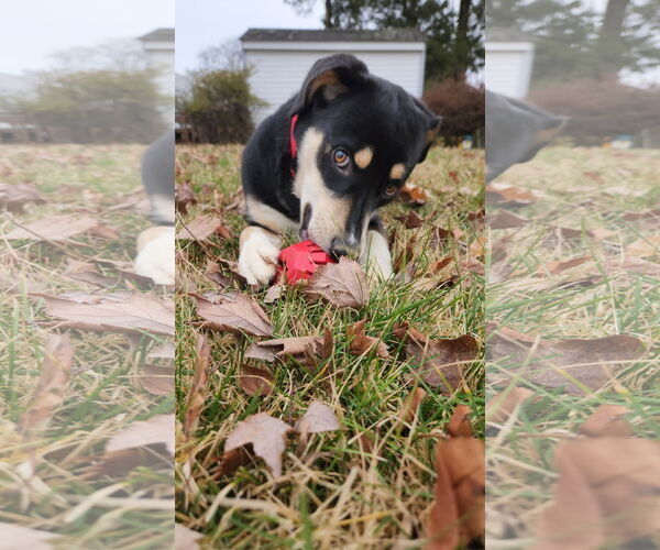 Medium Photo #3 Mutt Puppy For Sale in Doylestown, PA, USA