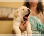 Small #2 Labrador Retriever