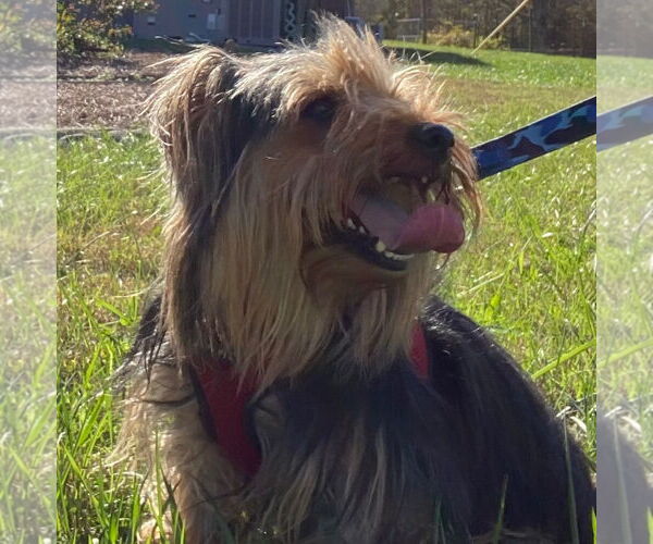 Medium Photo #3 Mutt Puppy For Sale in Pacolet, SC, USA