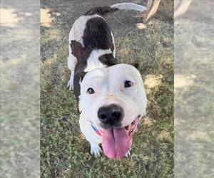 Mutt Dogs for adoption in Tulsa, OK, USA