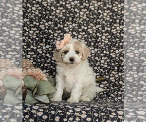 Maltipoo Puppy for sale in NEW PROVIDENCE, PA, USA