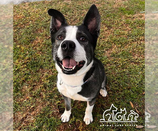 Medium Photo #1 Mutt Puppy For Sale in Irvine, CA, USA