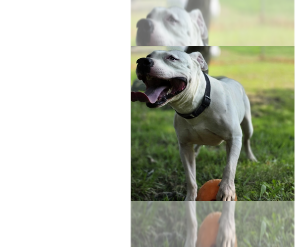 Medium Photo #5 American Pit Bull Terrier-Unknown Mix Puppy For Sale in Osgood, IN, USA
