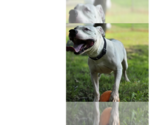 Small #4 American Pit Bull Terrier Mix