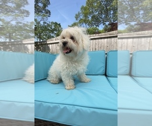 Maltese Puppy for sale in ELBERON PARK, NJ, USA