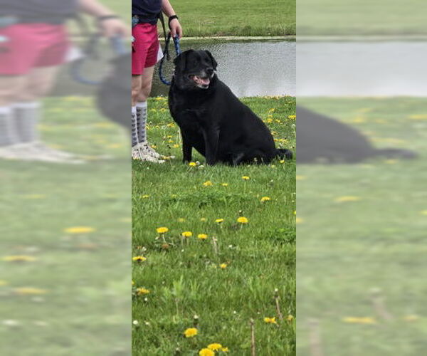 Medium Photo #3 Labrador Retriever-Unknown Mix Puppy For Sale in Oskaloosa, IA, USA