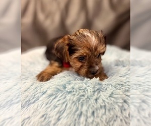 Yorkshire Terrier Puppy for sale in RIPLEY, MS, USA