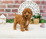 Small #1 Cavapoo (Miniature)