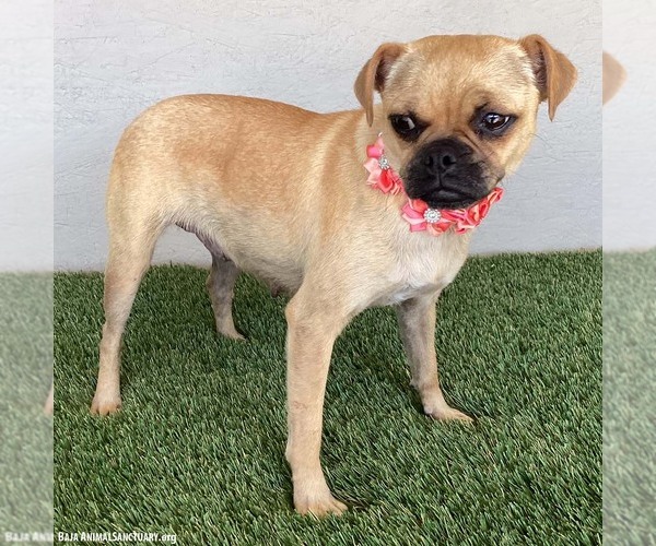 Medium Photo #3 Pug-Unknown Mix Puppy For Sale in San Diego, CA, USA