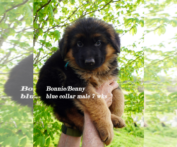 Medium Photo #25 German Shepherd Dog Puppy For Sale in CHRISNEY, IN, USA