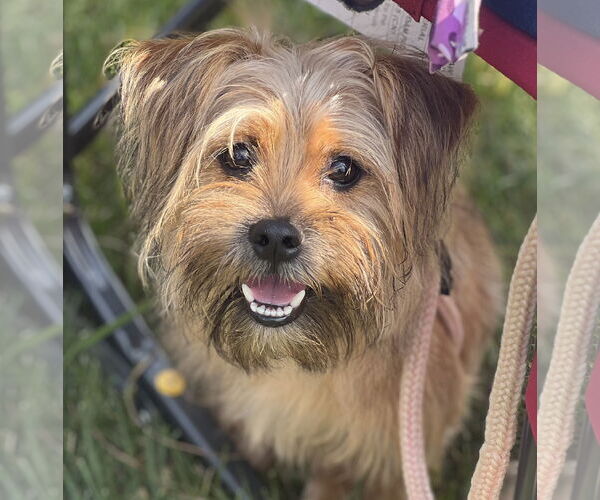 Medium Photo #4 Shih Tzu-Unknown Mix Puppy For Sale in Cranford, NJ, USA