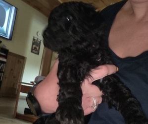 Poodle (Standard) Puppy for sale in VIRGINIA BEACH, VA, USA