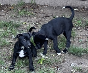 Australian Cattle Dog-German Shepherd Dog Mix Puppy for sale in SILVER CREEK, NY, USA