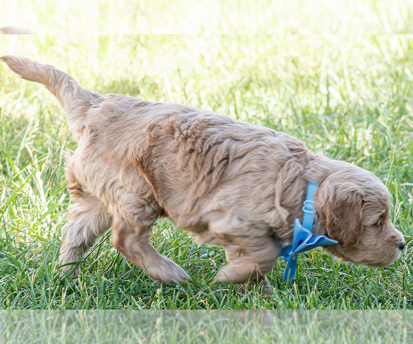 Medium Photo #4 Goldendoodle (Miniature) Puppy For Sale in ROY, UT, USA