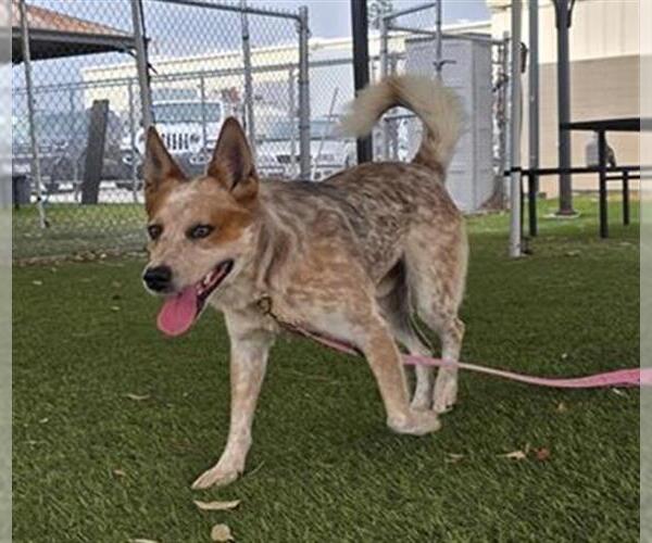 Medium Photo #1 Texas Heeler Puppy For Sale in Downey, CA, USA