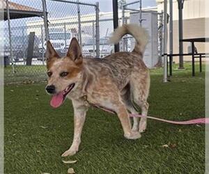 Texas Heeler Dogs for adoption in Downey, CA, USA