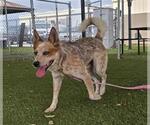 Small Texas Heeler
