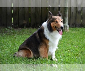 Mother of the Shetland Sheepdog puppies born on 02/20/2020
