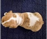 Small Photo #25 French Bulldog Puppy For Sale in CHINO HILLS, CA, USA
