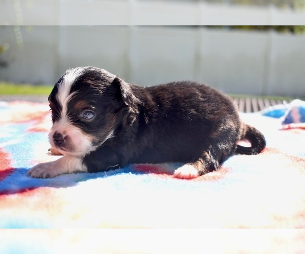 Medium Photo #4 Miniature Australian Shepherd Puppy For Sale in PALM COAST, FL, USA