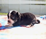 Dilly - Male Miniature Australian Shepherd Puppy for Sale - Photo #4